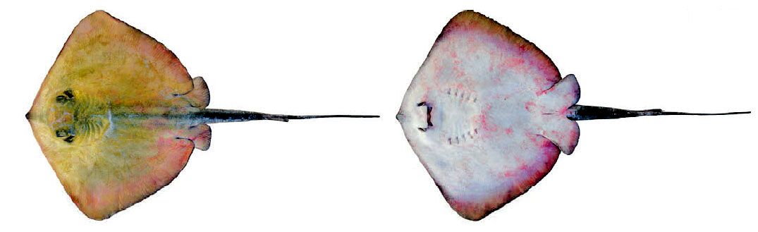 Dasyatis pastinaca05.jpg